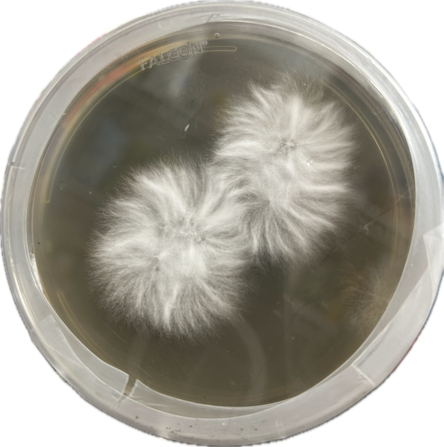 Wood Ear mushroom mycelium on agar