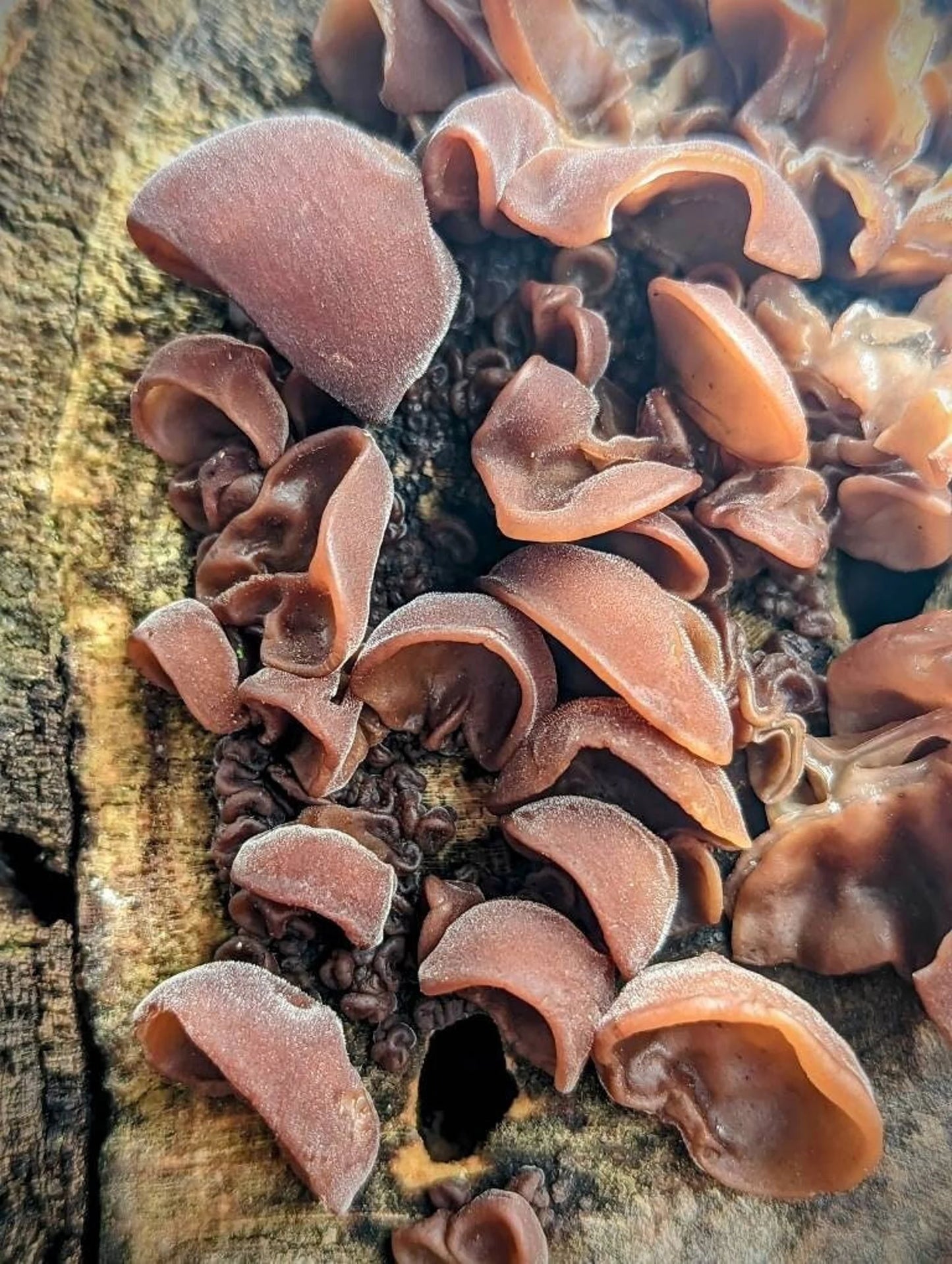 Wood Ear mushroom mycelium on agar